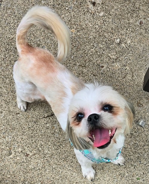 STITCH - Shih Tzu available for adoption