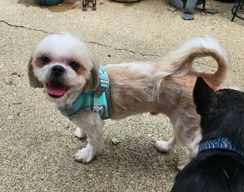 STITCH - Shih Tzu available for adoption