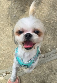 Stitch - Photo 3
