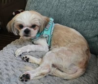 Stitch - Photo 4