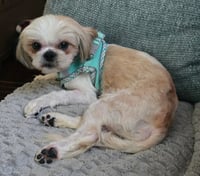 Stitch - Photo 5
