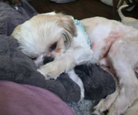 Stitch - Photo 6