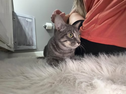 PIXIE (KITTY) - Domestic Short Hair available for adoption