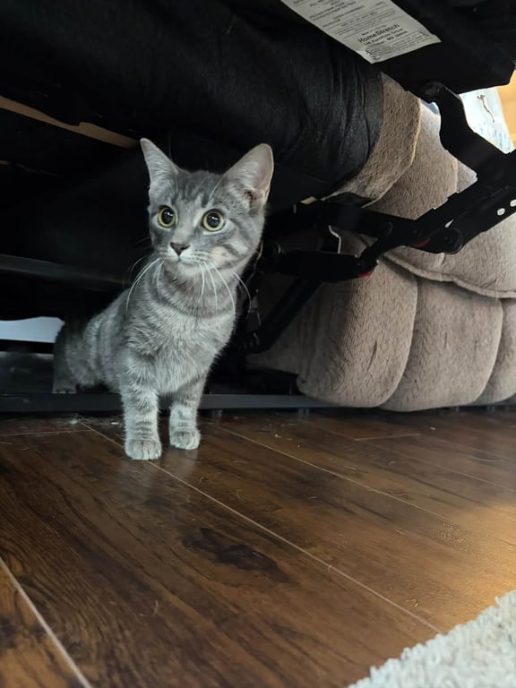 Pixie (Kitty) Image