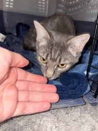 Pixie (Kitty) - Photo 3