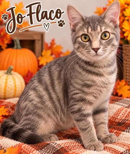 JOE FLACCO - Domestic Short Hair available for adoption