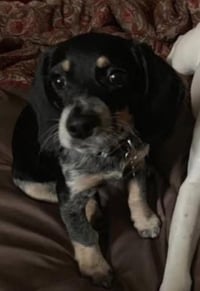 Daisy - Photo 7