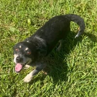 Daisy - Photo 5