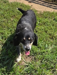 Daisy - Photo 4