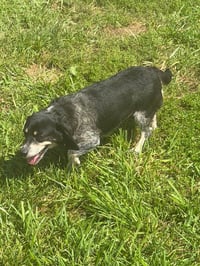 Daisy - Photo 6