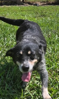 Daisy - Photo 2