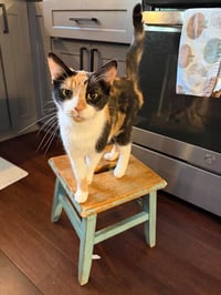 Kat (Kitty) - Photo 2