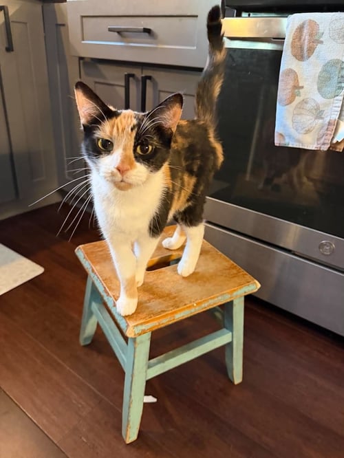KAT (KITTY) - Calico available for adoption