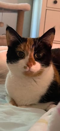 Kat (Kitty) - Photo 5