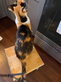 Kat (Kitty) - Photo 3