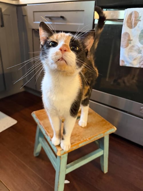 KAT (KITTY) - Calico available for adoption