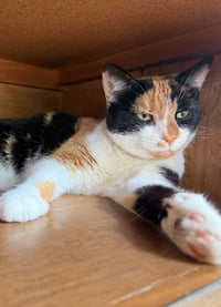Kat (Kitty) - Photo 4