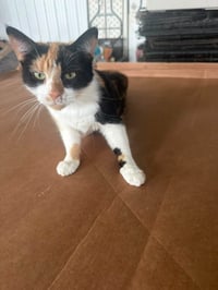 Kat (Kitty) - Photo 7