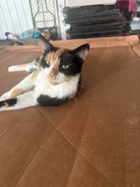 Kat (Kitty) - Photo 6