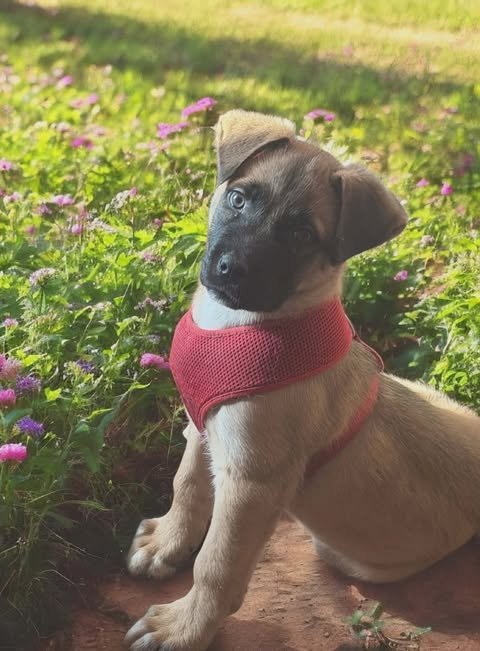 MORGAN - German Shepherd Dog available for adoption