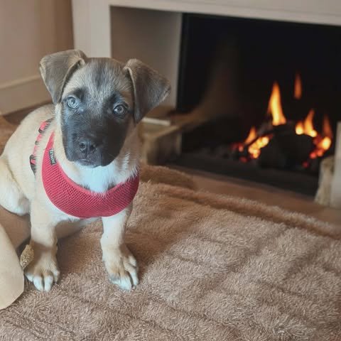 MORGAN - German Shepherd Dog available for adoption