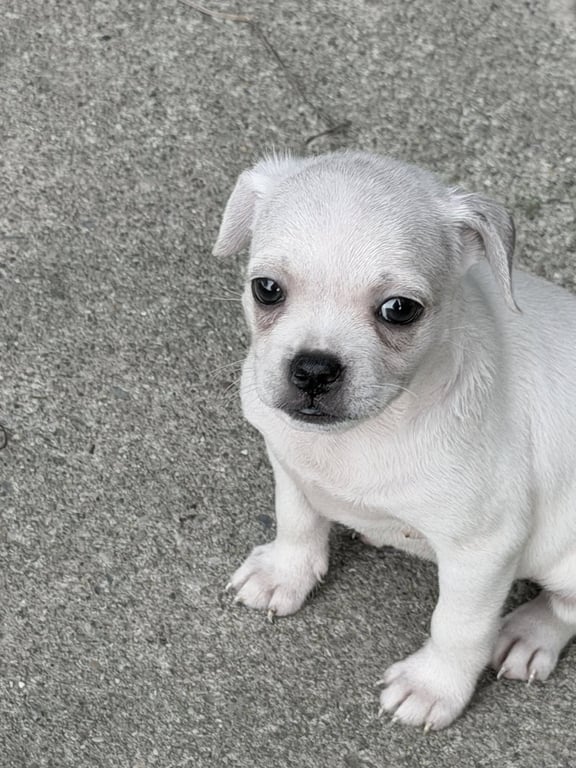 Vintage Reds Pups - Griffy Image