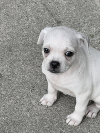 Vintage Reds Pups - Griffy - Photo 1