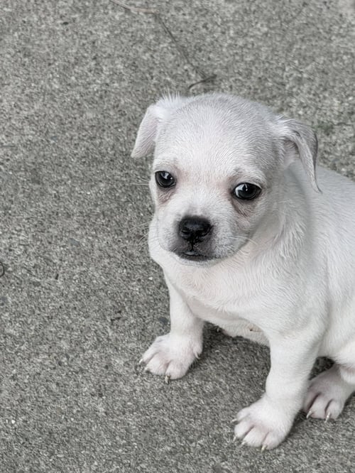 VINTAGE REDS PUPS - GRIFFY - Chihuahua / Pug available for adoption