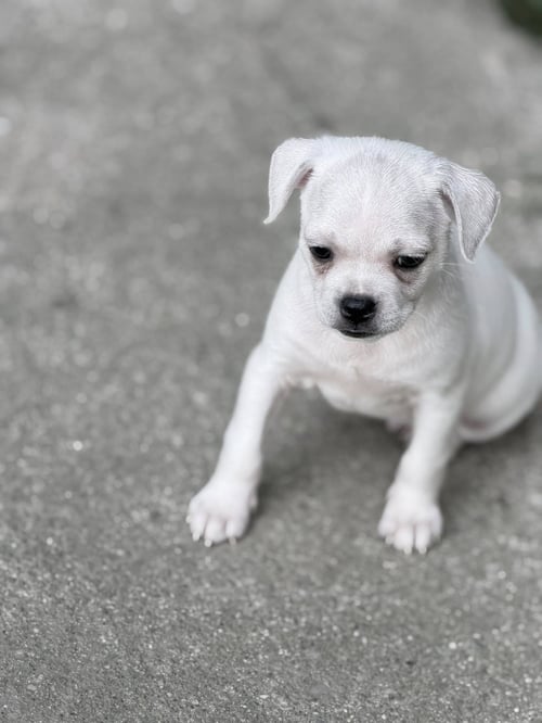 VINTAGE REDS PUPS - GRIFFY - Chihuahua / Pug available for adoption