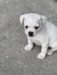 Vintage Reds Pups - Griffy - Photo 3