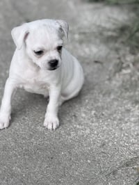 Vintage Reds Pups - Griffy - Photo 4