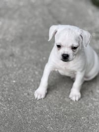 Vintage Reds Pups - Griffy - Photo 5