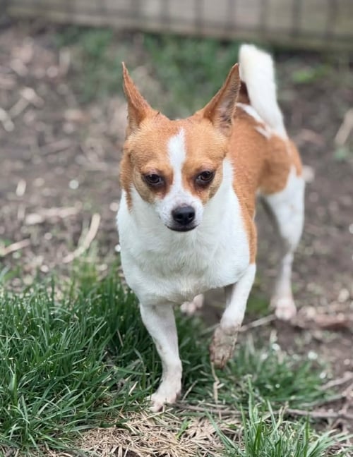 CECE *FTA* - Chihuahua available for adoption
