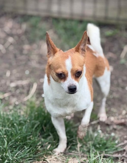 CECE *FTA* - Chihuahua available for adoption