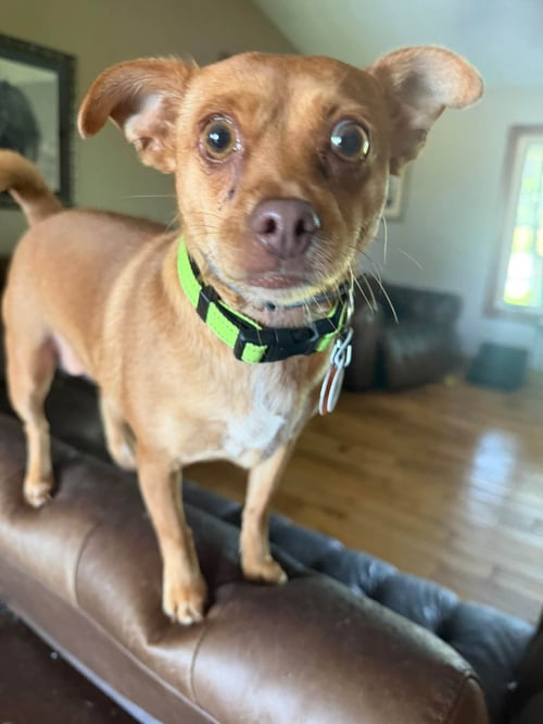 TILLY - Chihuahua available for adoption