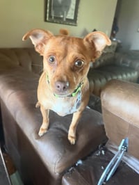 Tilly - Photo 2
