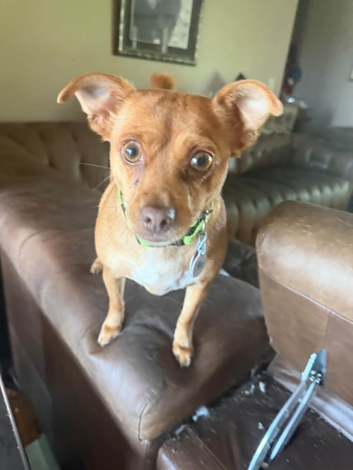 TILLY - Chihuahua available for adoption