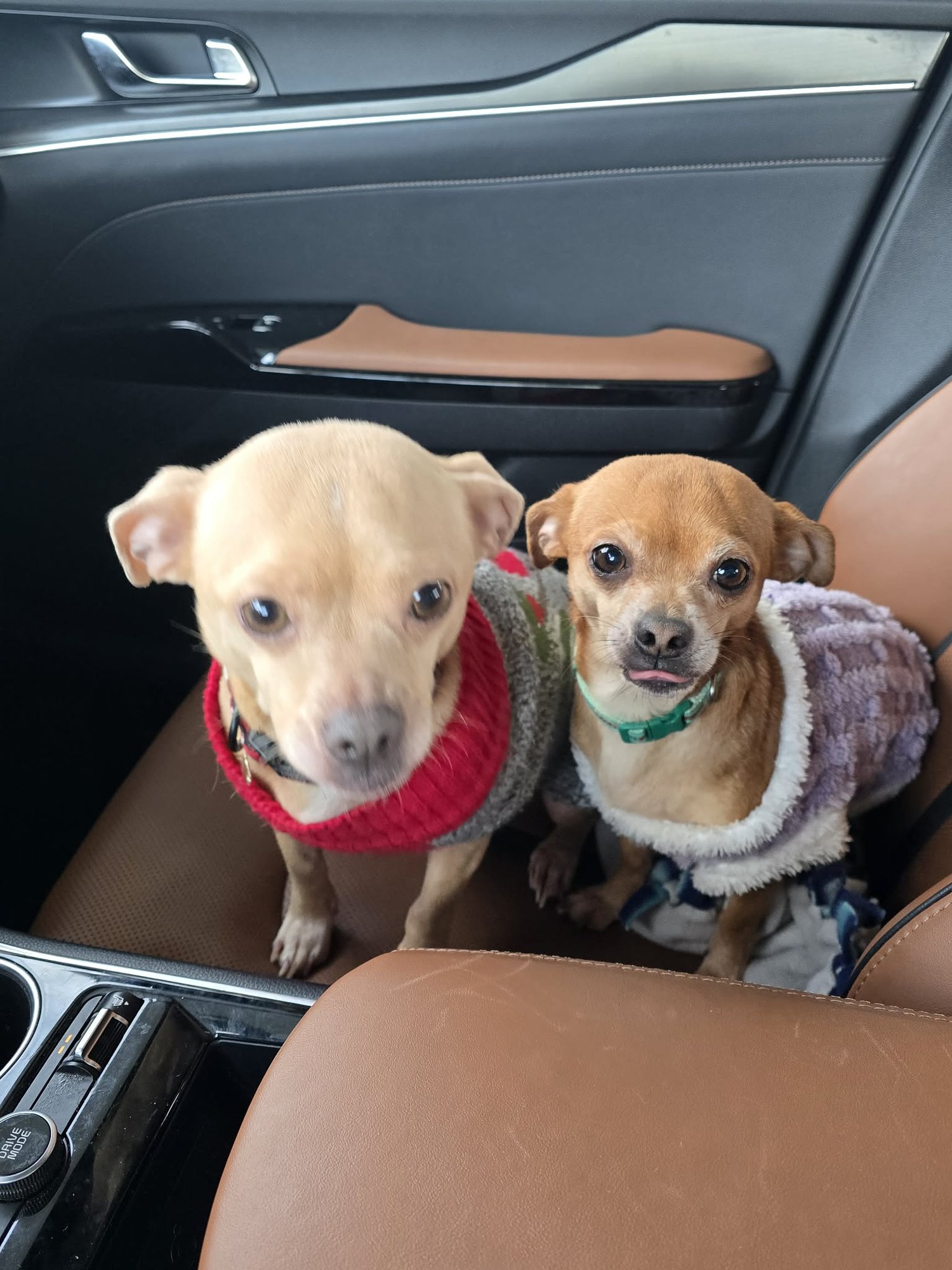 JASMINE AND LADY GRAY (BONDED PAIR) - Chihuahua available for adoption