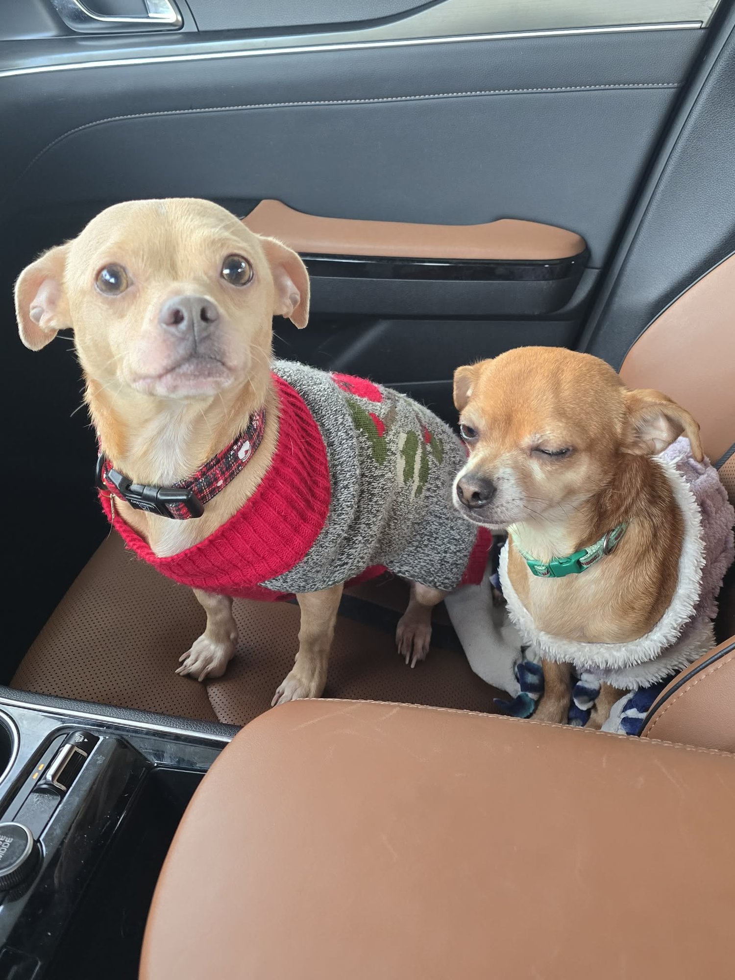 JASMINE AND LADY GRAY (BONDED PAIR) - Chihuahua available for adoption