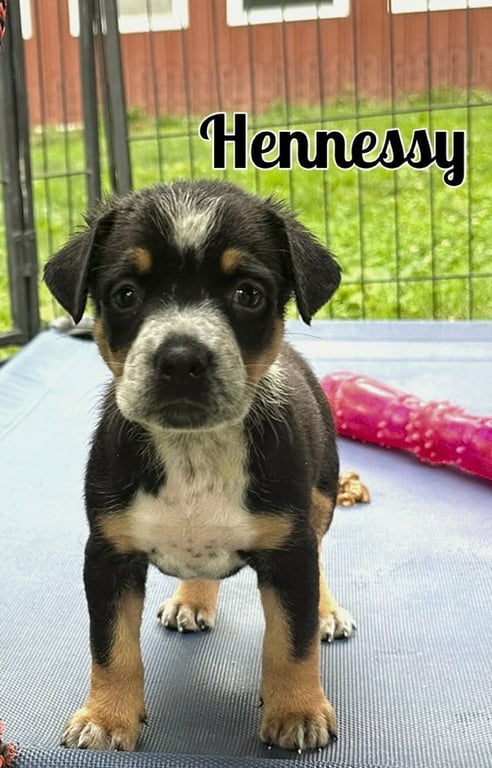 Whiskey Pups - Hennessy Image