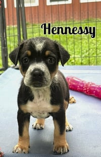 Whiskey Pups - Hennessy - Photo 1