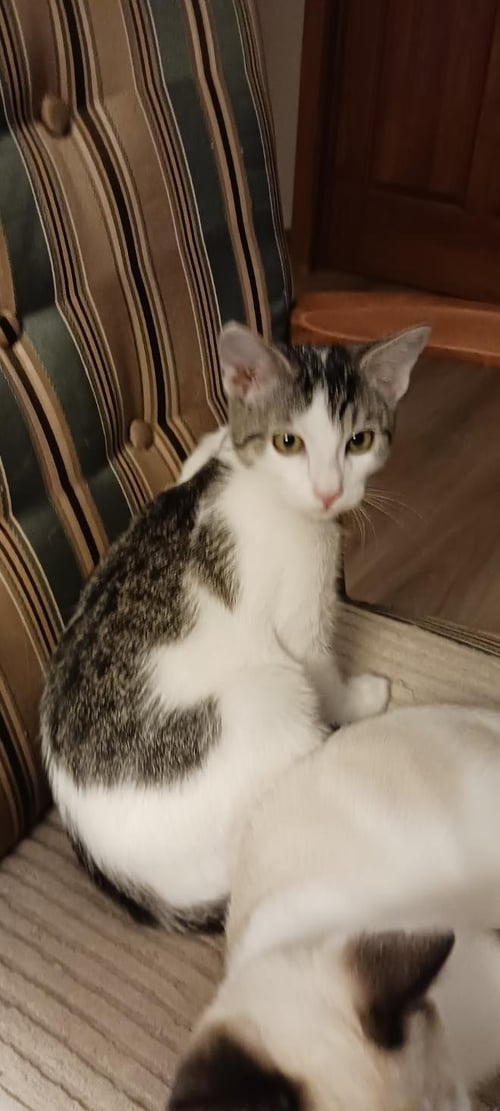 ALVINA (KITTY) - Domestic Short Hair available for adoption