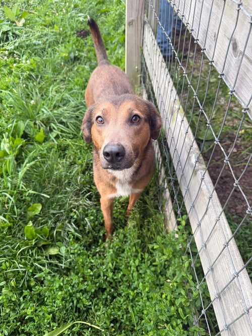 VERA - Shepherd available for adoption