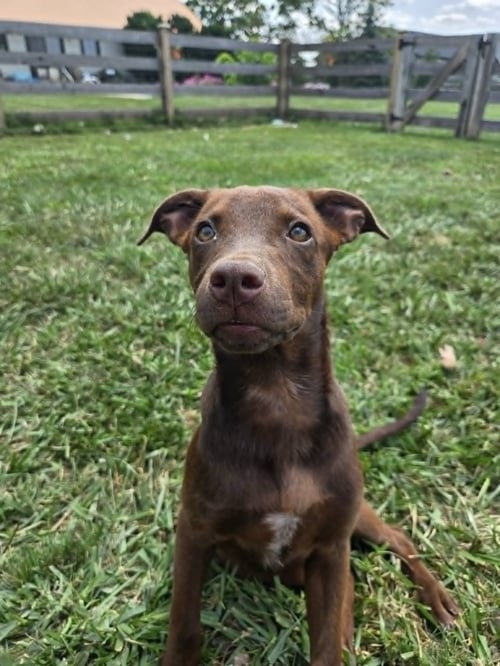 EMMY LOU - Labrador Retriever available for adoption