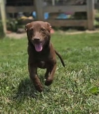 Emmy Lou - Photo 5