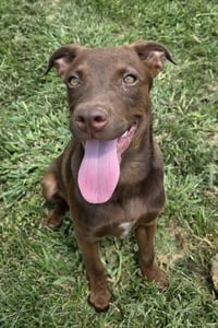 Emmy Lou - Photo 2