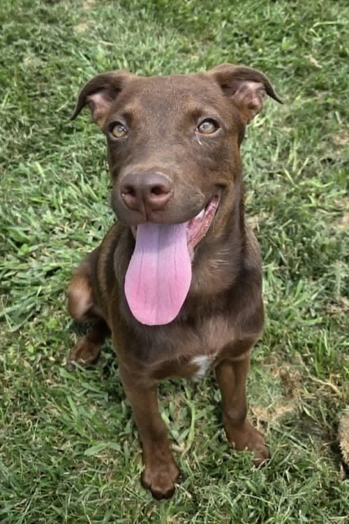 EMMY LOU - Labrador Retriever available for adoption
