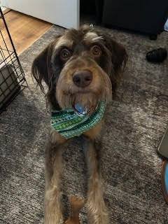 BODIE - Schnauzer available for adoption