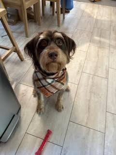 BODIE - Schnauzer available for adoption