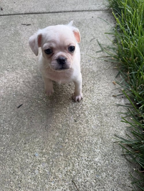 VINTAGE REDS PUPS - BENCH - Chihuahua / Pug available for adoption